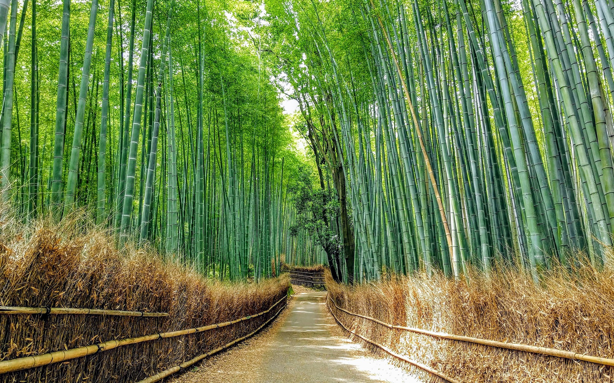 Kyoto Classic One Day Tour