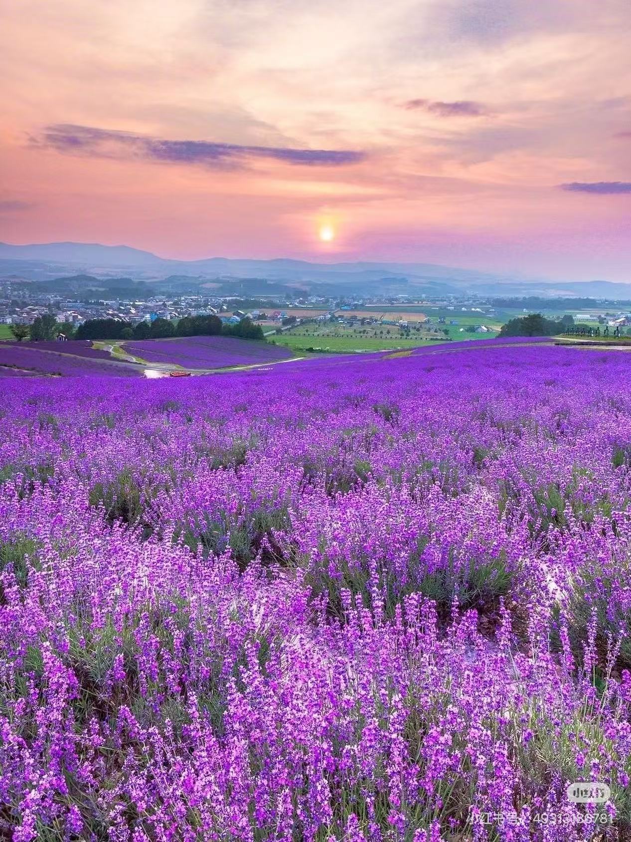 Furano Flower Fields